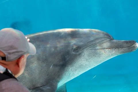 Dolphins engage in friendly and intimate interactions with humans in aquarium Stock Photos