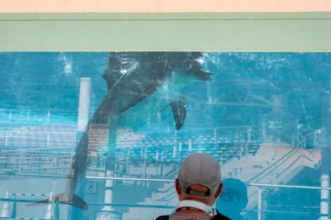 Dolphins engage in friendly and intimate interactions with humans in aquarium Stock Photos