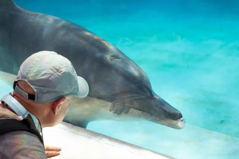 Dolphins engage in friendly and intimate interactions with humans in aquarium Stock Photos
