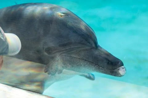 Dolphins engage in friendly and intimate interactions with humans in aquarium Stock Photos