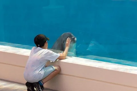 Dolphins engage in friendly and intimate interactions with humans in aquarium 库存照片