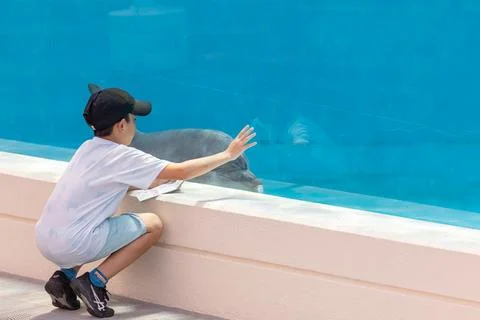 Dolphins engage in friendly and intimate interactions with humans in aquarium Stock Photos