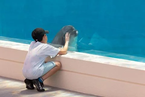Dolphins engage in friendly and intimate interactions with humans in aquarium Stock Photos