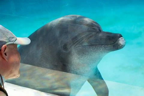 Dolphins engage in friendly and intimate interactions with humans in aquarium Stock Photos