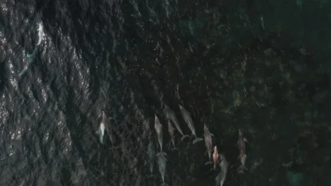 Dolphins of Eyre 01 Stock Footage 209143190