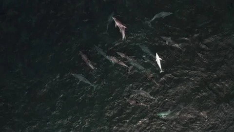 Dolphins of Eyre 02 Stock Footage 208832392