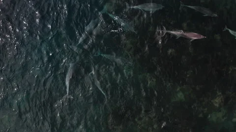 Dolphins of Eyre 03 Stock Footage 209145170