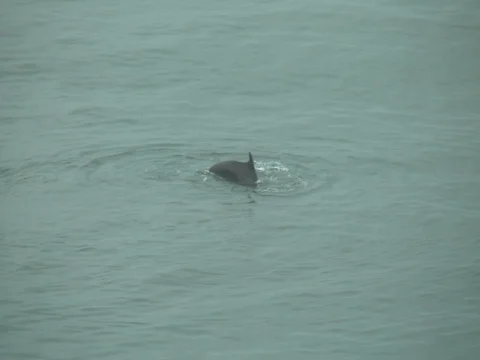 Dolphins feeding 2 Stock Footage 108414482
