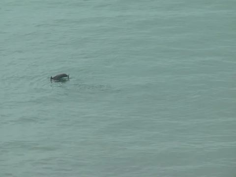 Dolphins feeding with 2 swimming in sync. Stock Footage 108414437