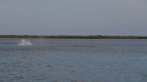 Dolphins Feeding Stock Footage 36006652