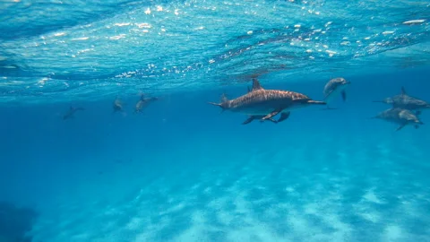 Dolphins. A flock of dolphins swim in the open sea Vídeos de archivo 107182811