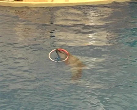 Dolphins Stock Footage 142351