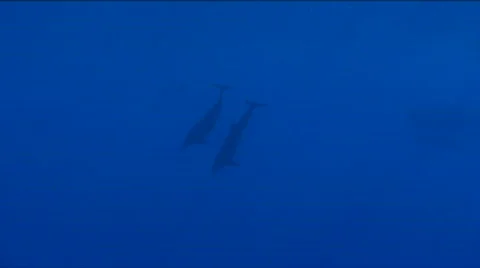 Dolphins Stock Footage 585931
