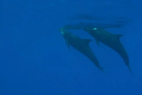 Dolphins Stock Footage 671004