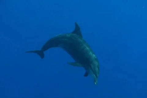 Dolphins Stock Footage 671013