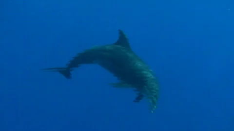 Dolphins Stock Footage 682704