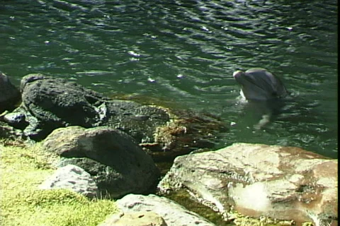 Dolphins Video stock 817330