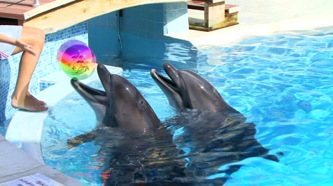 Dolphins 스톡 동영상 884875