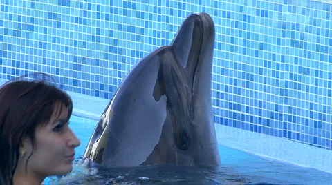 Dolphins Stock Footage