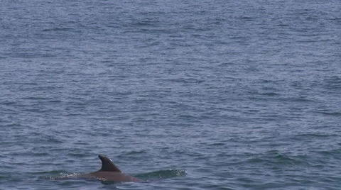 Dolphins Stock Footage 8680692