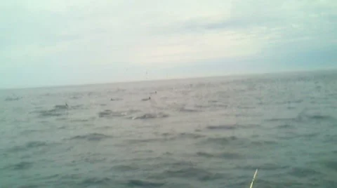 Dolphins Video stock 11629737