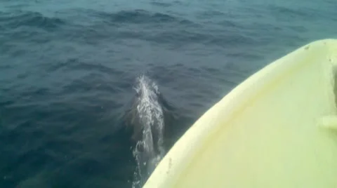 Dolphins Stock Footage 11629799