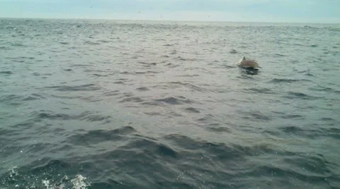 Dolphins Stock Footage 11629862
