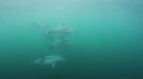 Dolphins Stock Footage 22756239