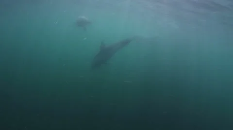 Dolphins Stock Footage 22756530