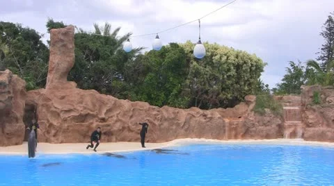 Dolphins Stock Footage 23762107