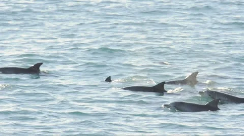 Dolphins Stock Footage 24832768