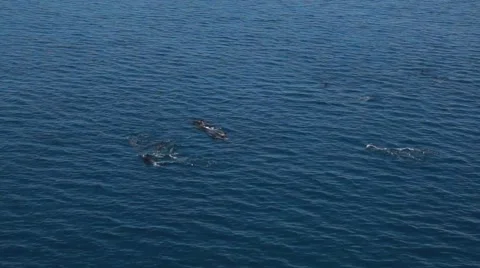 Dolphins Stock Footage 44917224