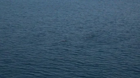 Dolphins Stock Footage 44917229