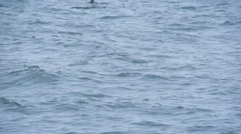 Dolphins Stock-Footage 65428803
