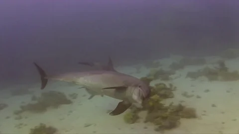 Dolphins Video stock 78210003