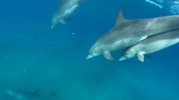 Dolphins Stock Footage 85480420