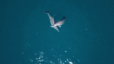 Dolphins Stock Footage 95660849