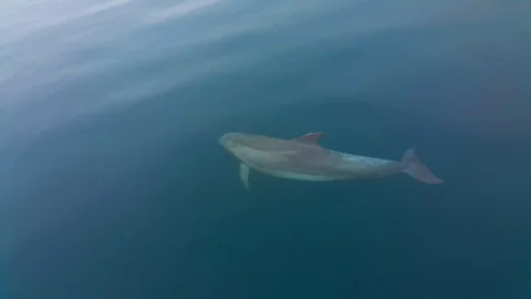 Dolphins 스톡 동영상 99203578