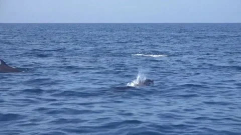 Dolphins Stock Footage 150401740