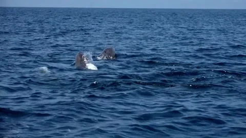 Dolphins Stock Footage 150401744