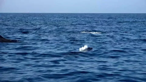 Dolphins Stock Footage 150401765