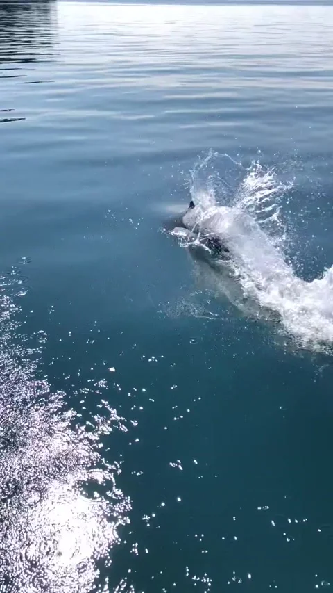 Dolphins Stock Footage 228684565