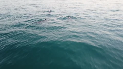 Dolphins 動画素材 260117337