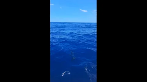 Dolphins Stock Footage 277869410