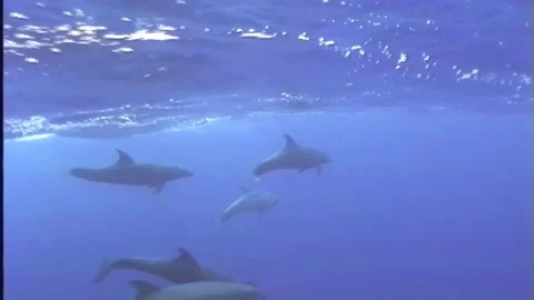 DOLPHINS Stock Footage 306545449