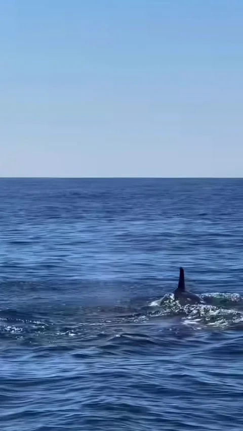 Dolphins 스톡 동영상 332606458