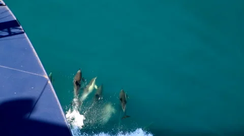 Dolphins in fron fo ship Video stock 66423169