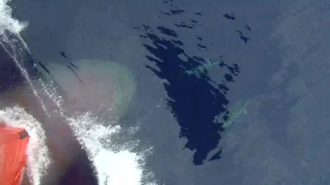 Dolphins in front of ship Stock-Footage 69148704