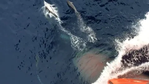 Dolphins in front of ship slow motion prow point of view Stock-Footage 69075449
