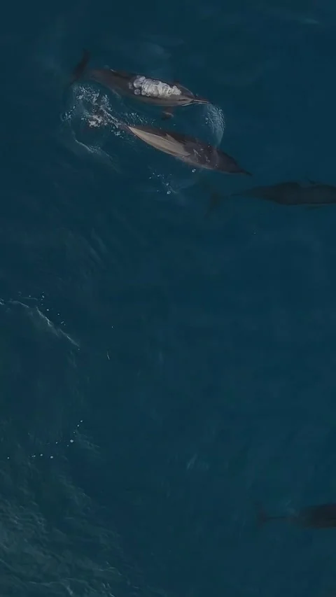 Dolphins glide in unison over vibrant aquatic environment with splashes Stock Footage 321987166